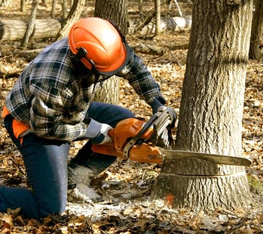 Tree Removal in Ganado, TX